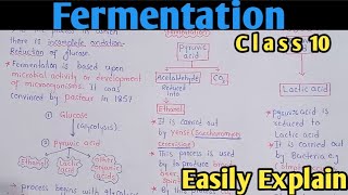 Fermentation  Alcoholic And Lactic Acid Fermentation  Class 10 Biology [upl. by Nhguahs]