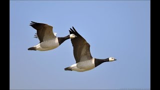 Goose Hunting in Holland 3 [upl. by Raphaela]