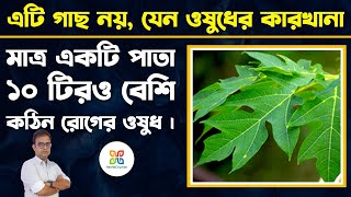 এই গাছের পাতা ১০ টিরও বেশি কঠিন রোগের ওষুধ। Papaya Leaf Juice for Dengue Immunity amp PCOD Treatment [upl. by Eninahpets]