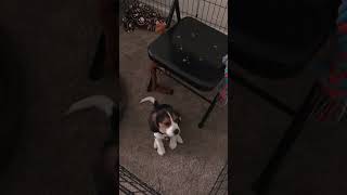 Cutest puppy sounds  Watch Full Video 👆  puppy head tilts [upl. by Astera]