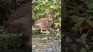 COTTONTAIL RABBITS are also known as EASTERN COTTONTAIL or SYLVILAGUS FLORIDANUS [upl. by Alban]