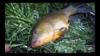 Stalking Wild Canal Tench [upl. by Nitnilc75]