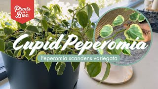 Best variegated houseplant The Peperomia Scandens variegata [upl. by Niwroc]