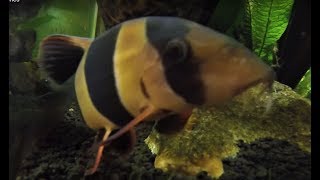 Clown Loaches With Synodontis and Ctenopoma [upl. by Eentihw]