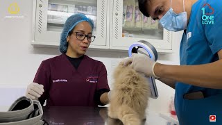 HOW EAR MITES AFFECT CATS EAR  MOI 2nd CONSULTATION  CANADIAN VETERINAY CLINIC ABU DHABI  pet [upl. by Caputto]