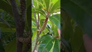 My Mamey Sapote Tree is Blooming and Flushing gardening garden backyard fruit tropical florida [upl. by Orabelle]