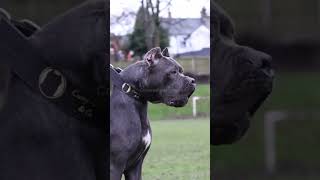 Cane Corso  Mastín Italiano canecorso canecorsoitaliano mastinitaliano [upl. by Grishilda]