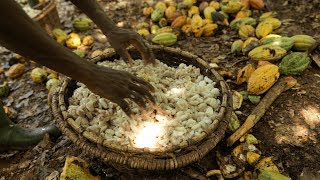 How to harvest cocoa [upl. by Adeline]