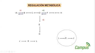 Regulación de los metabolismos parte 1 [upl. by Joseph]