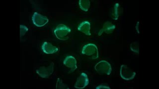 Zebrafish embryos at 1 day post fertilization [upl. by Helali]