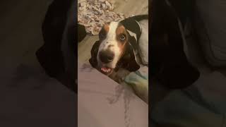 Basset Hound Has Pre Dinner Meltdown [upl. by Artemas]