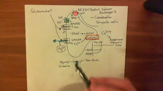 Strokes and Excitotoxicity Part 4 [upl. by Retsel]