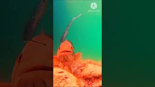 Fish hooking video trending amazinglittleboyhookfishinginrainyseason freshwaterfish shorts [upl. by Nathanoj]