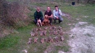 Chasse du lapin de garenne [upl. by Godrich]