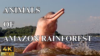 ANIMALS OF AMAZON RAINFOREST 4K Ultra HD – Jungle Wildlife and Melody [upl. by Inahs]