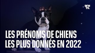 Quels sont les prénoms de chiens les plus donnés en 2022 [upl. by Myles415]