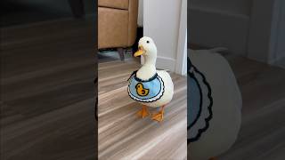 My personal vacuum shorts petduck [upl. by Royden841]