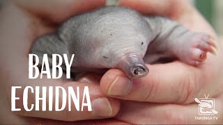 HandRaising a Rescued Baby Echidna [upl. by Silin742]