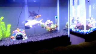 Dorm Room Fish Tanks 145 Total Gallons [upl. by Shu130]