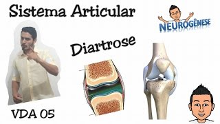 Sistema Articular  Diartrose  Vídeo Aula 05 [upl. by Netsuj]