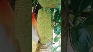 JACKFRUIT or LANGKA in Tagalog fruit fruittree plants [upl. by Coopersmith]