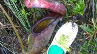 Nepenthes rajah of Mount Kinabalu Part 2 Jackz Lee [upl. by Virgy691]