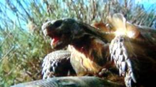 Wild Russia Bison Tortoises [upl. by Pentha509]