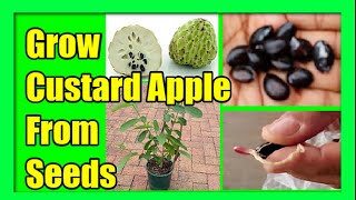 How to eat custard apple [upl. by Naam]