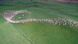 Mesmerising Mass Sheep Herding [upl. by Eirised]