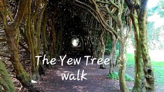 THE YEW WALK Gormanstown castle [upl. by Neb21]