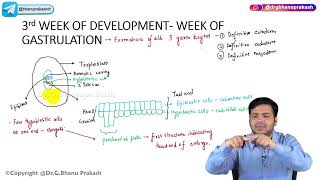 11 Third Week Of Development  Embryology🚼 [upl. by Einaoj]