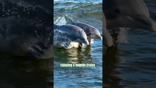 Two boats side by side create a wake in the middle the dolphins play in Super fun for kiddos [upl. by Janiuszck479]