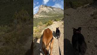 Step Onto Step Ladder Trail Hike Dogs MtCharleston [upl. by Eiramrefinnej256]