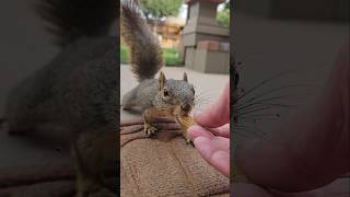 Lovinon the squirrels that I know 🐿️❤️ squirrel friends [upl. by Vacla]