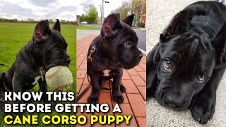 You MUST Know This Before Getting a Cane Corso Puppy [upl. by Atnwahsal]