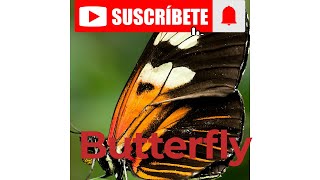 Life Cycle of a Butterfly [upl. by Hedaza]