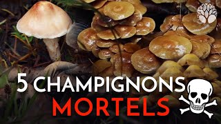 Ces 5 champignons sont MORTELS [upl. by Pickford]