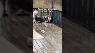 The real life adventures of Siberian Husky pawrenting 🐺😫🤷🏻‍♂️ siberianderpskies husky dogdad [upl. by Onairda315]