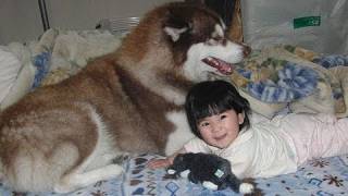 Husky dog and childハスキー犬と子供（孫） [upl. by Oicinoid]