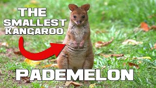 The Smallest Kangaroo  Pademelon  Animal a Day [upl. by Enyrehtac]