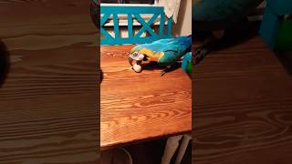 Papuga ara ararauna macaw parrot parrot birds animals aviary pets macaw [upl. by Noryd777]