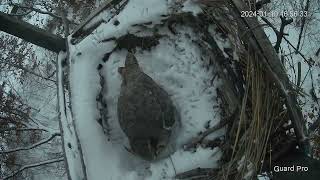 Great Horned Owl Nest 2024 5 [upl. by Gazzo]