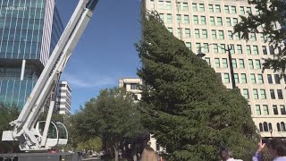 State Christmas tree arrives downtown [upl. by Oregolac605]