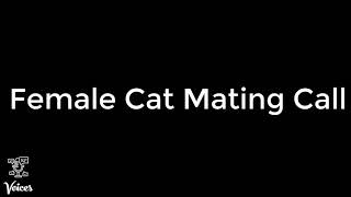 Female Cat Mating Call [upl. by Norok222]