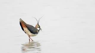 Lapwing song and contact call 4K [upl. by Lamori]