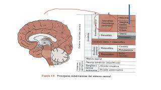 Ganglios basales  Parte 15 Contexto de clase ganglios basales [upl. by Haldes]