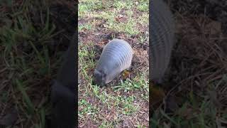 Armadillo Foraging for Food [upl. by Eelynnhoj]