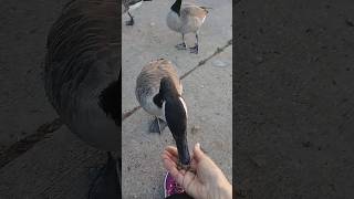 Hendersonville TN Canadian Geese [upl. by Win]