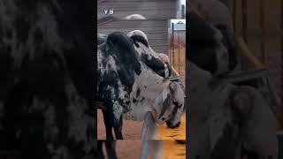 CARNE y LECHE con SARDO NEGRO 🥩🥛⚡ ganaderia vacas sardonegro [upl. by Hillard]