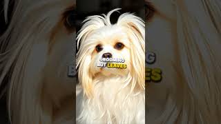 Top 10 Low SHEDDING Dog Breeds [upl. by Mohorva755]